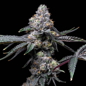 Sunset Sherb x Hollywood - COOKIES SEEDS | TanieSianie.pl