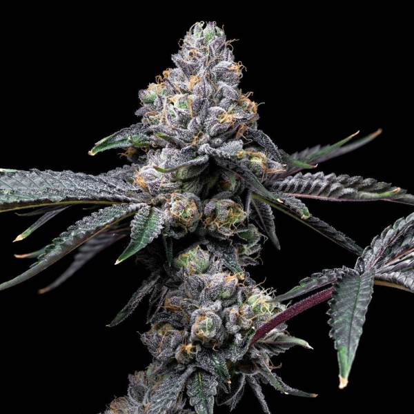 Sunset Sherb x Hollywood - COOKIES SEEDS | TanieSianie.pl