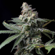 GMO x Hollywood - COOKIES SEEDS | TanieSianie.pl