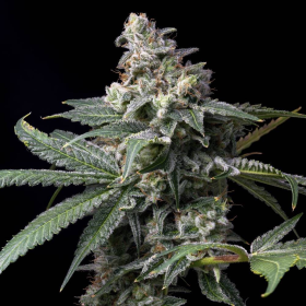 GMO x Hollywood - COOKIES SEEDS | TanieSianie.pl