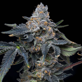 Grape Z x Hollywood - COOKIES SEEDS | TanieSianie.pl
