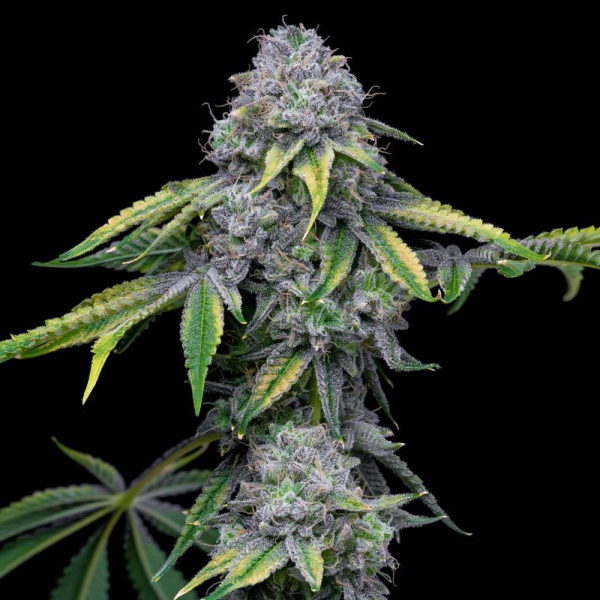 Sour Dubb x Hollywood - COOKIES SEEDS | TanieSianie.pl