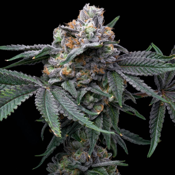 Mango x Hollywood - COOKIES SEEDS | TanieSianie.pl
