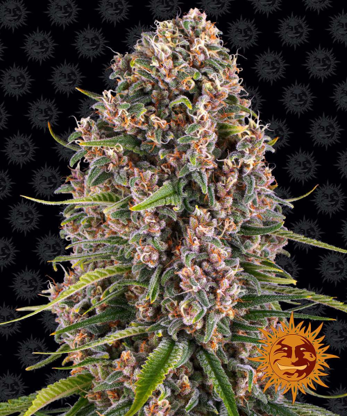 Blue Cheese - BARNEY’S FARM | TanieSianie.pl