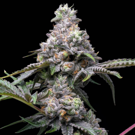 Papaya x Hollywood - COOKIES SEEDS | TanieSianie.pl
