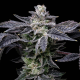 Pink Runtz x Hollywood - COOKIES SEEDS | TanieSianie.pl