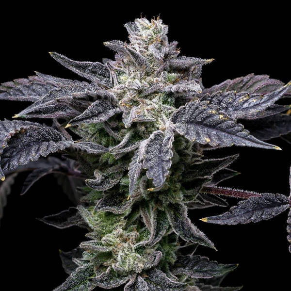 Pink Runtz x Hollywood - COOKIES SEEDS | TanieSianie.pl