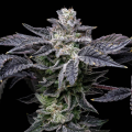 Pink Runtz x Hollywood - COOKIES SEEDS