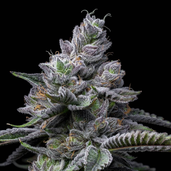 RS11 x Hollywood - COOKIES SEEDS | TanieSianie.pl