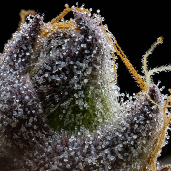 RS11 x Hollywood - COOKIES SEEDS | TanieSianie.pl