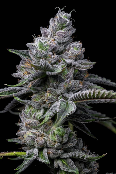 RS11 x Hollywood - COOKIES SEEDS | TanieSianie.pl
