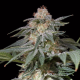 Lemon Tree FAST - SILENT SEEDS | TanieSianie.pl