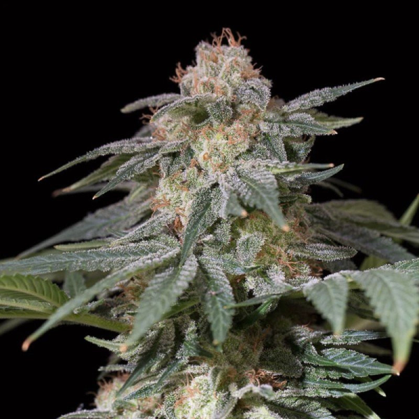 Lemon Tree FAST - SILENT SEEDS | TanieSianie.pl
