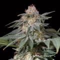 Lemon Tree FAST - SILENT SEEDS