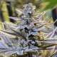 Cookielato - SILENT SEEDS | TanieSianie.pl