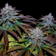 Cookielato - SILENT SEEDS | TanieSianie.pl