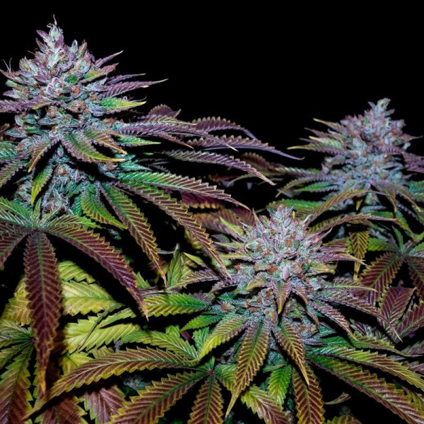 Cookielato - SILENT SEEDS | TanieSianie.pl