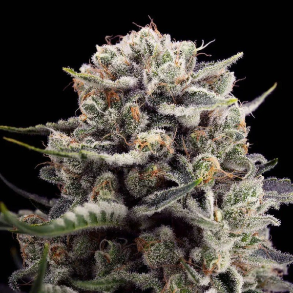 B-45 - SILENT SEEDS | TanieSianie.pl