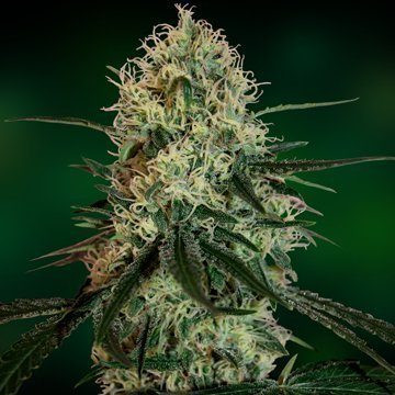 Chronic Thunder - BARNEY’S FARM | TanieSianie.pl