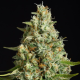 Amnesia Lemon - SILENT SEEDS | TanieSianie.pl