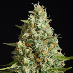 Amnesia Lemon - SILENT SEEDS | TanieSianie.pl