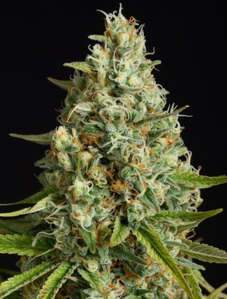 Amnesia Lemon - SILENT SEEDS | TanieSianie.pl
