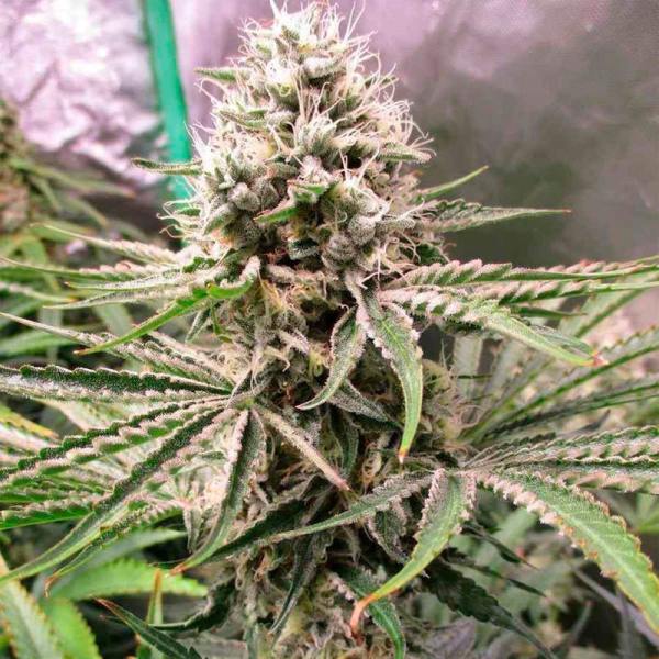 Amnesia Lemon - SILENT SEEDS | TanieSianie.pl
