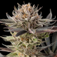 Lemon Tree 2.0 - SILENT SEEDS | TanieSianie.pl