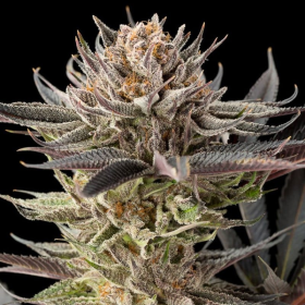 Lemon Tree 2.0 - SILENT SEEDS | TanieSianie.pl