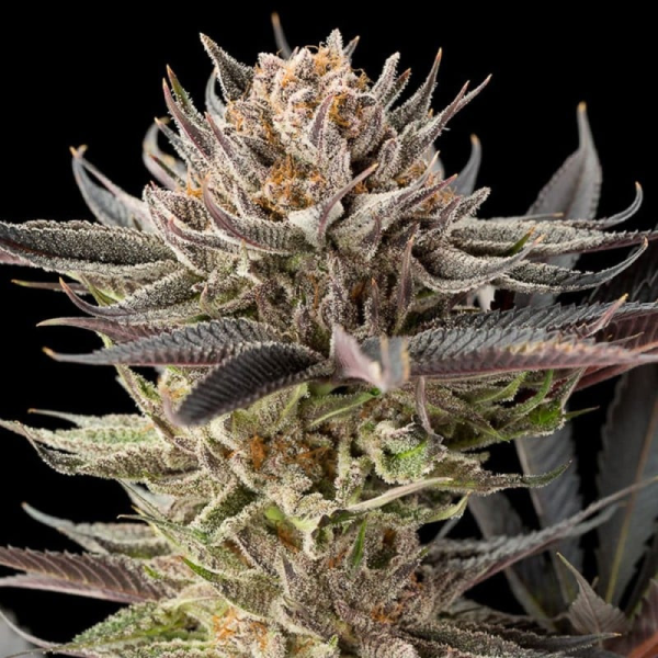 Lemon Tree 2.0 - SILENT SEEDS | TanieSianie.pl