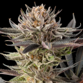 Lemon Tree 2.0 - SILENT SEEDS