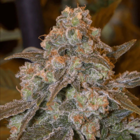 Gorilla Frost - SILENT SEEDS | TanieSianie.pl