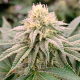 Gorilla Frost - SILENT SEEDS | TanieSianie.pl