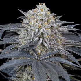 Watermelon Runtz - SILENT SEEDS | TanieSianie.pl
