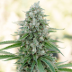 Critical Mango - SILENT SEEDS | TanieSianie.pl