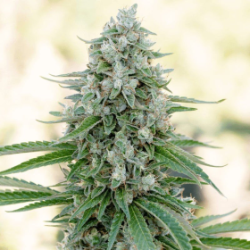 Critical Mango - SILENT SEEDS | TanieSianie.pl