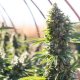 Critical Mango - SILENT SEEDS | TanieSianie.pl