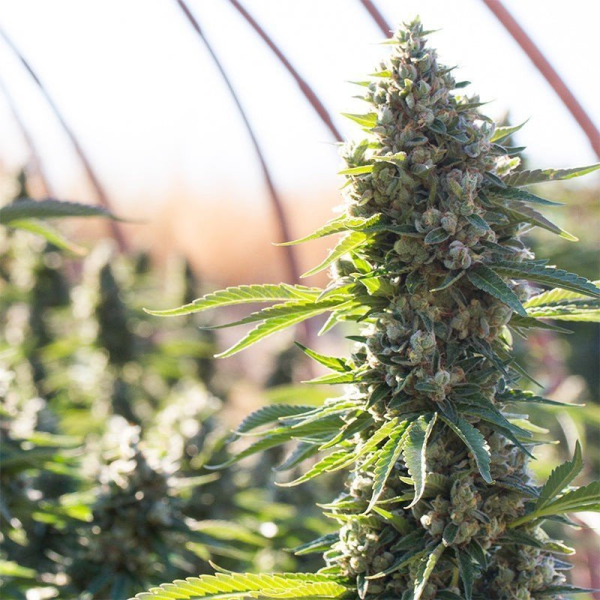 Critical Mango - SILENT SEEDS | TanieSianie.pl