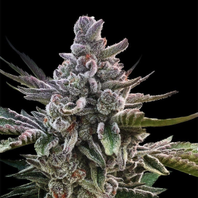 Acai Jelly - SILENT SEEDS | TanieSianie.pl