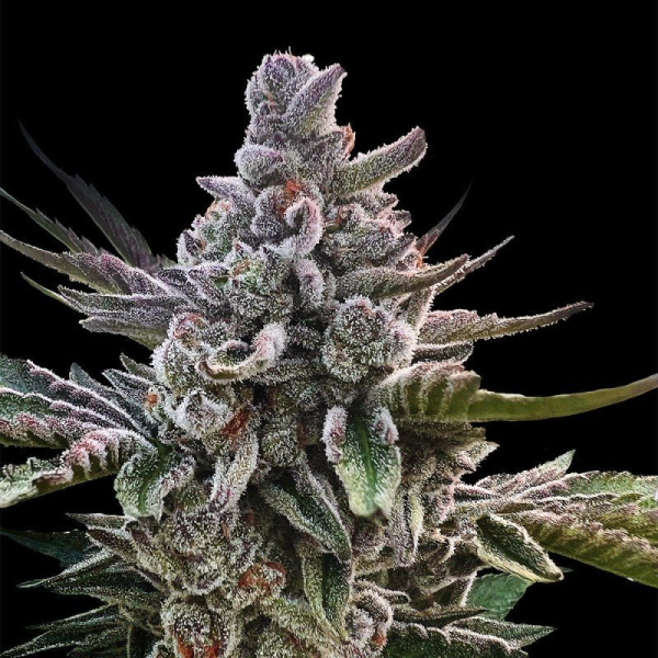 Acai Jelly - SILENT SEEDS | TanieSianie.pl