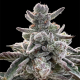 Polar Gelato - SILENT SEEDS | TanieSianie.pl