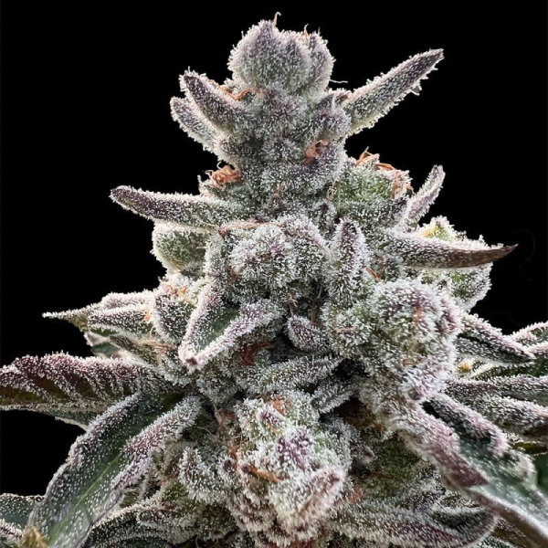 Polar Gelato - SILENT SEEDS | TanieSianie.pl