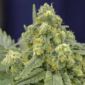 White Widow - SILENT SEEDS | TanieSianie.pl