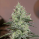 Original Amnesia - SILENT SEEDS | TanieSianie.pl
