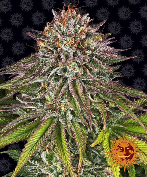 Critical Kush - BARNEY’S FARM | TanieSianie.pl