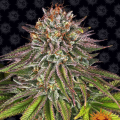 Critical Kush - BARNEY’S FARM