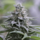 Zkittlez 2.0 - SILENT SEEDS | TanieSianie.pl
