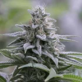 Zkittlez 2.0 - SILENT SEEDS | TanieSianie.pl