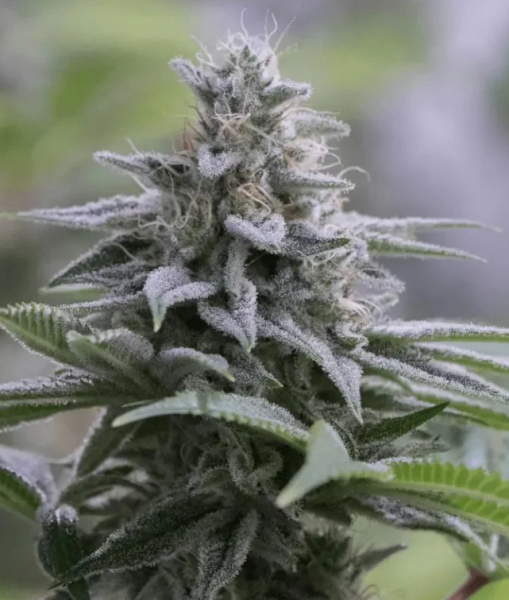 Zkittlez 2.0 - SILENT SEEDS | TanieSianie.pl
