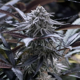 Grape Juice - SILENT SEEDS | TanieSianie.pl